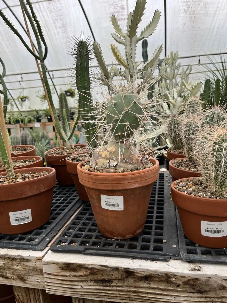 Trusted residential landscaping with custom design across Franklin, TN - Hewitt Garden & Design Center