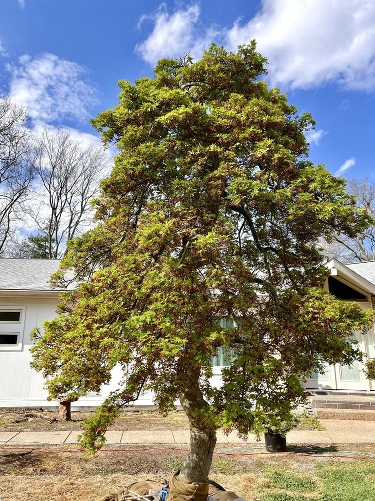 Trusted yard maintenance near you in Franklin, TN by Hewitt Garden & Design Center