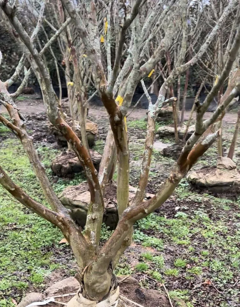 Custom landscaping services in Franklin, TN - Hewitt Garden & Design Center