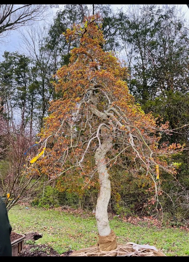 Top-rated yard cleanup service in Franklin, TN by Hewitt Garden & Design Center