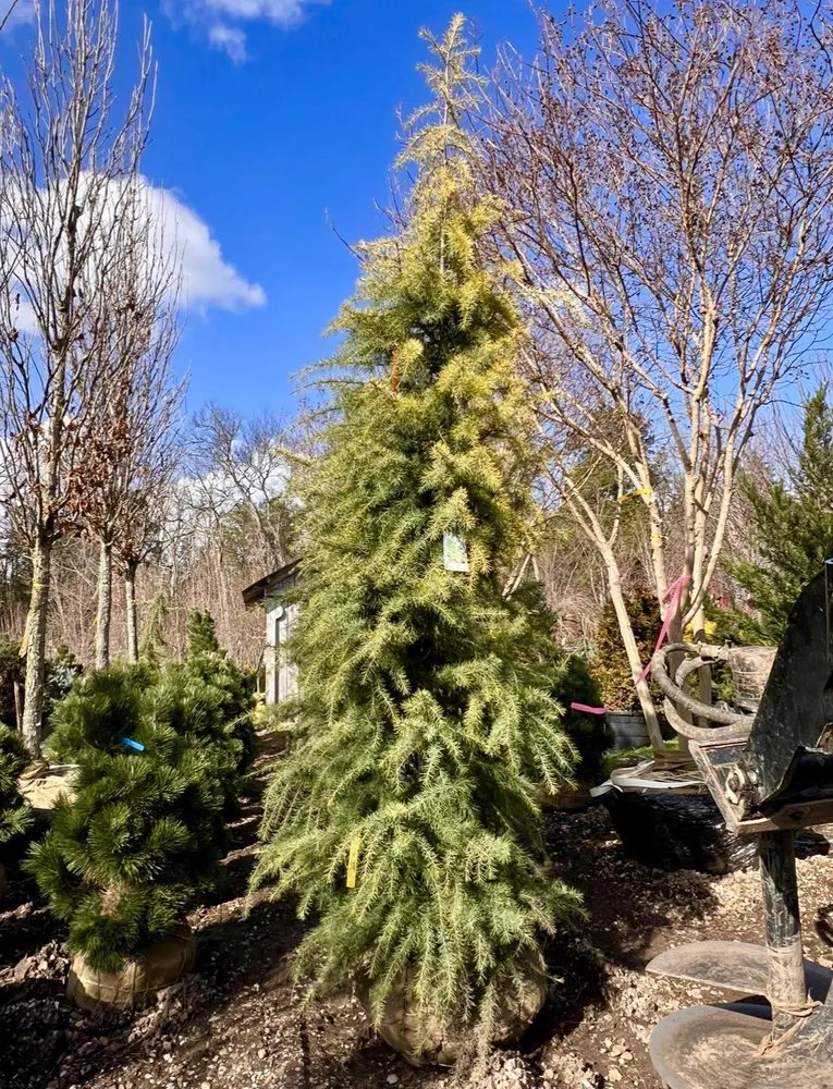 Top-rated lawn care service for beautiful yards across Franklin, TN - Hewitt Garden & Design Center