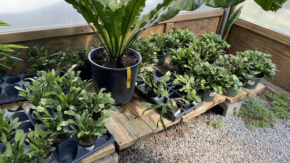 Expert lawn mowing service for homes in Franklin, TN by Hewitt Garden & Design Center