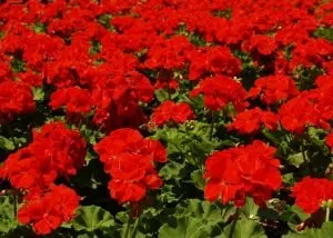 Custom lawn mowing service for homes in Albany, NY by Hewitt's - Guilderland