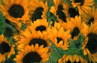 Expert garden landscaping in Queensbury, NY by Hewitts Garden Center- Queensbury