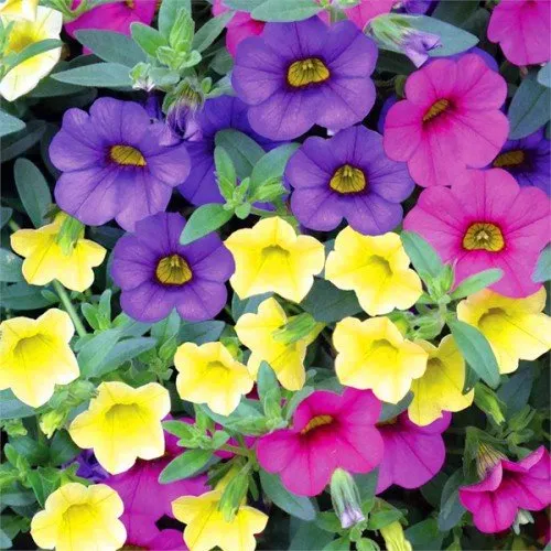 Professional yard maintenance experts serving Clifton Park, NY - Hewitt's Garden Centers - Clifton Park