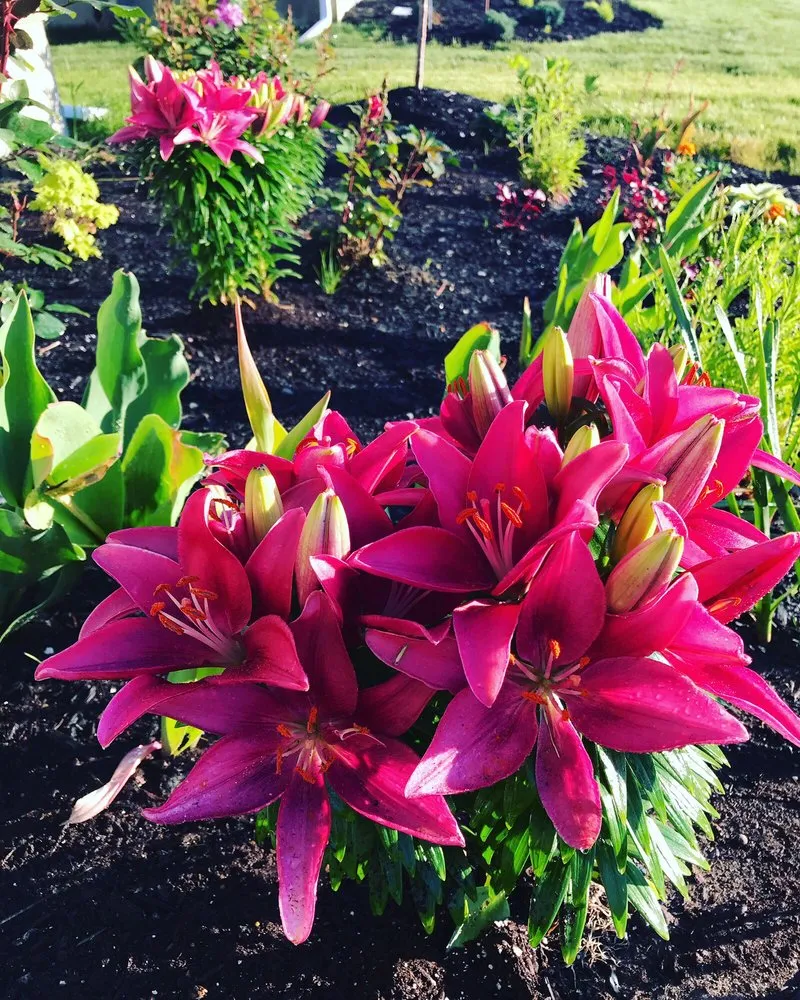 Top-rated lawn care service in Clifton Park, NY by Hewitt's Garden Centers - Clifton Park