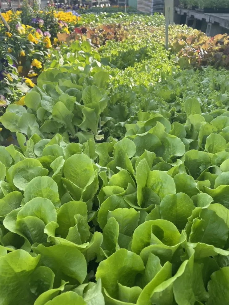 Local outdoor landscaping in Clifton Park, NY by Hewitt's Garden Centers - Clifton Park