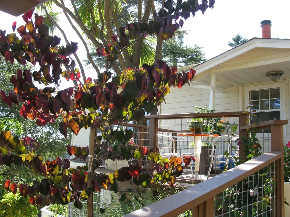 Custom landscaping services with custom design in Oakland, CA by Hey Nice Garden