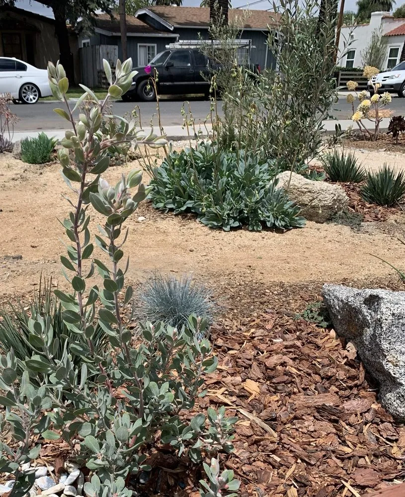 Expert lawn care service in Long Beach, CA by Heyvern Landscapes