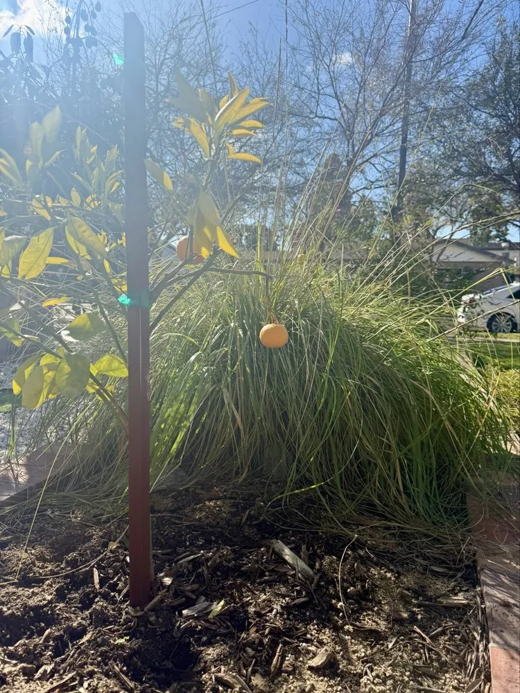 Local yard maintenance for outdoor upgrades in Long Beach, CA by Heyvern Landscapes