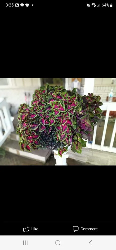 Trusted lawn care service in Coffeyville, KS - Heyyyy Buddddy Services