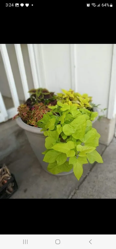 Professional yard maintenance near you in Coffeyville, KS by Heyyyy Buddddy Services