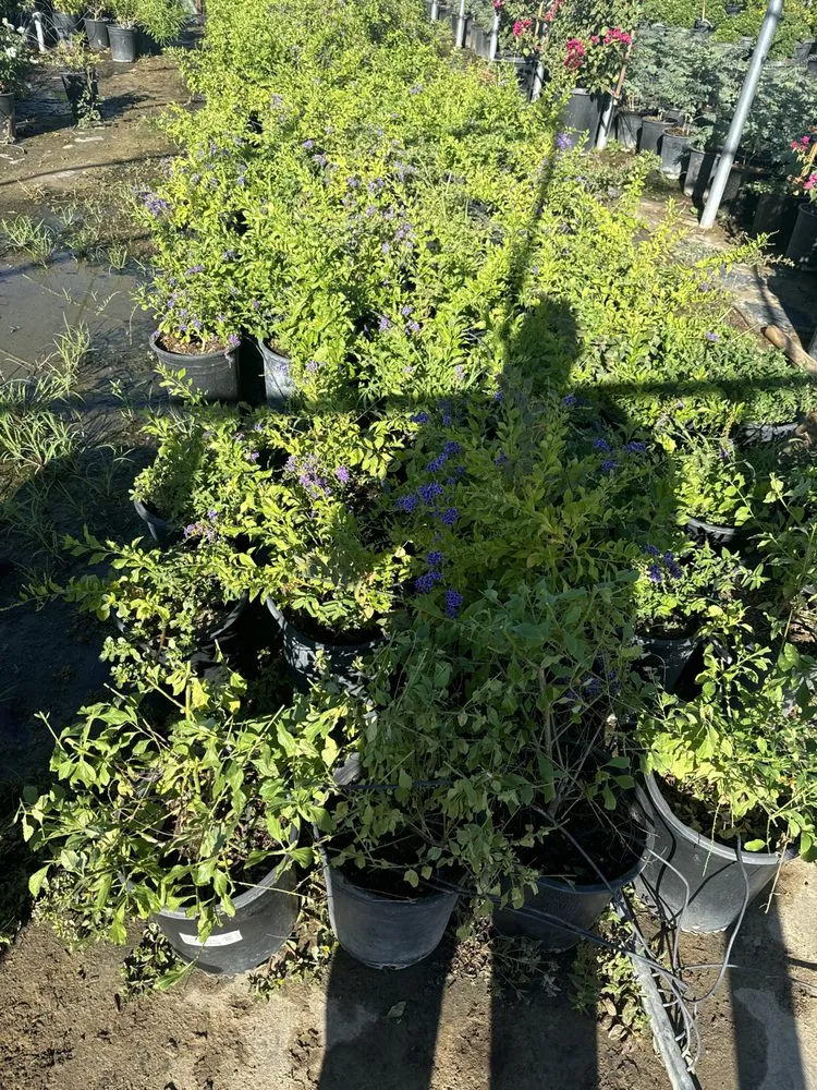 Top-rated residential landscaping in Cathedral City, CA by H&G Demolition N Construction