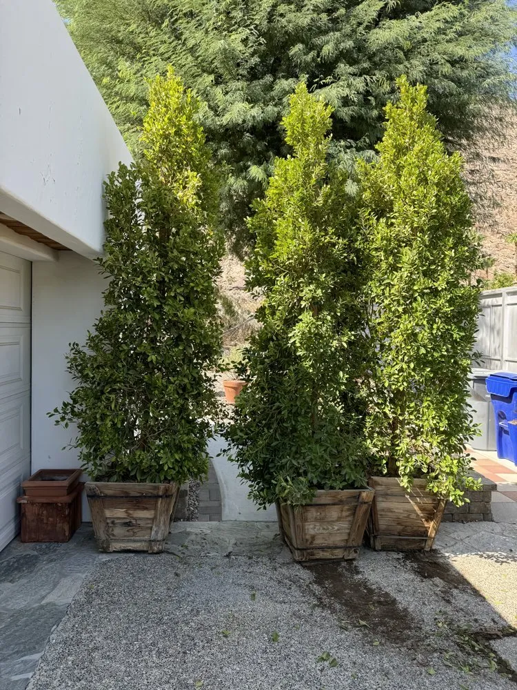 Local yard cleanup service with custom design in Cathedral City, CA by H&G Demolition N Construction