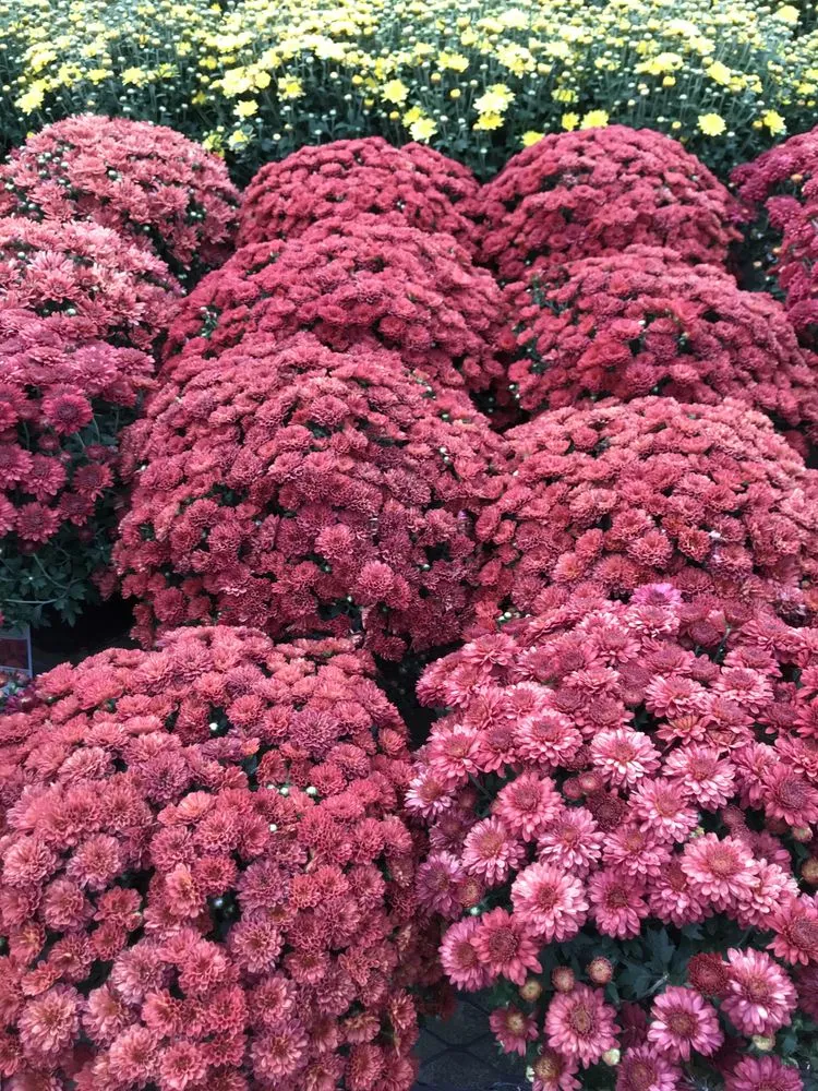 Reliable residential landscaping in Greenbrier, TN by Hgg Lawncare Landscaping