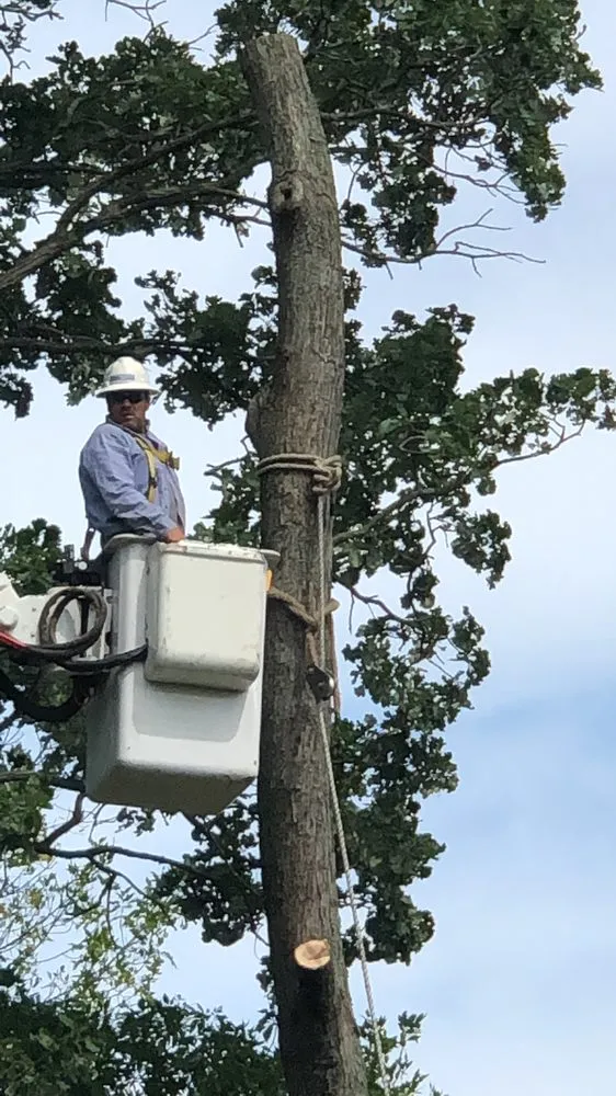 Expert yard cleanup service in Elburn, IL by HGTS