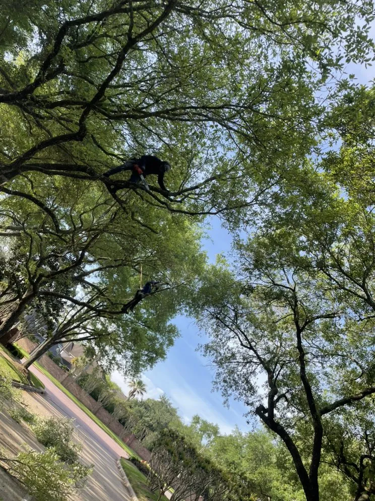 Trusted landscaping services in Houston, TX by H&H Tree Service