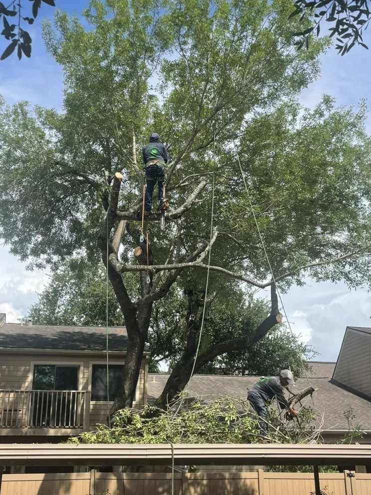 Trusted landscaping services in Houston, TX - H&H Tree Service