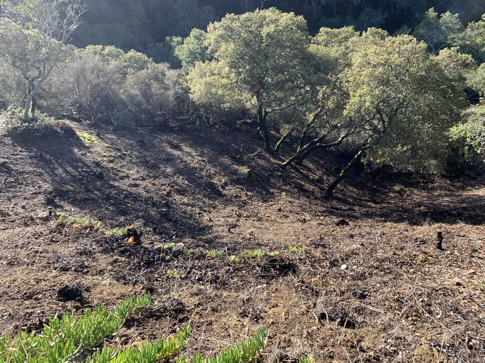 Expert landscaping services in San Carlos, CA by H&H Wildland Fuel Mitigation