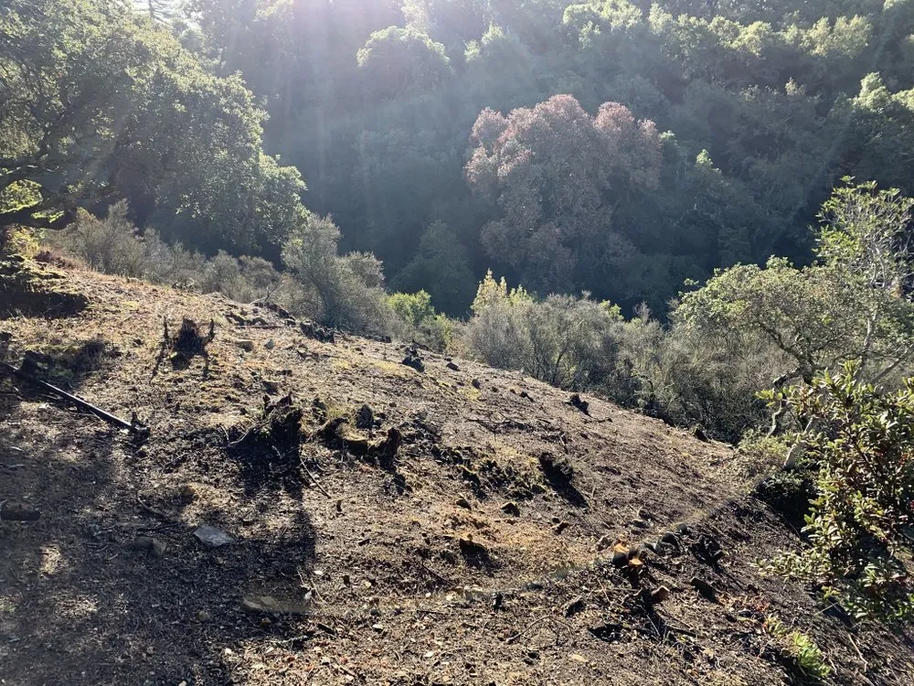 Expert landscape design in San Carlos, CA - H&H Wildland Fuel Mitigation