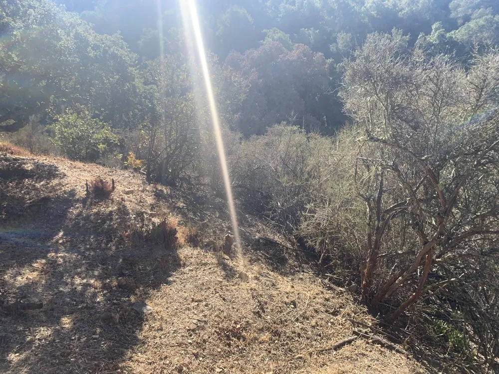 Professional lawn mowing service in San Carlos, CA - H&H Wildland Fuel Mitigation