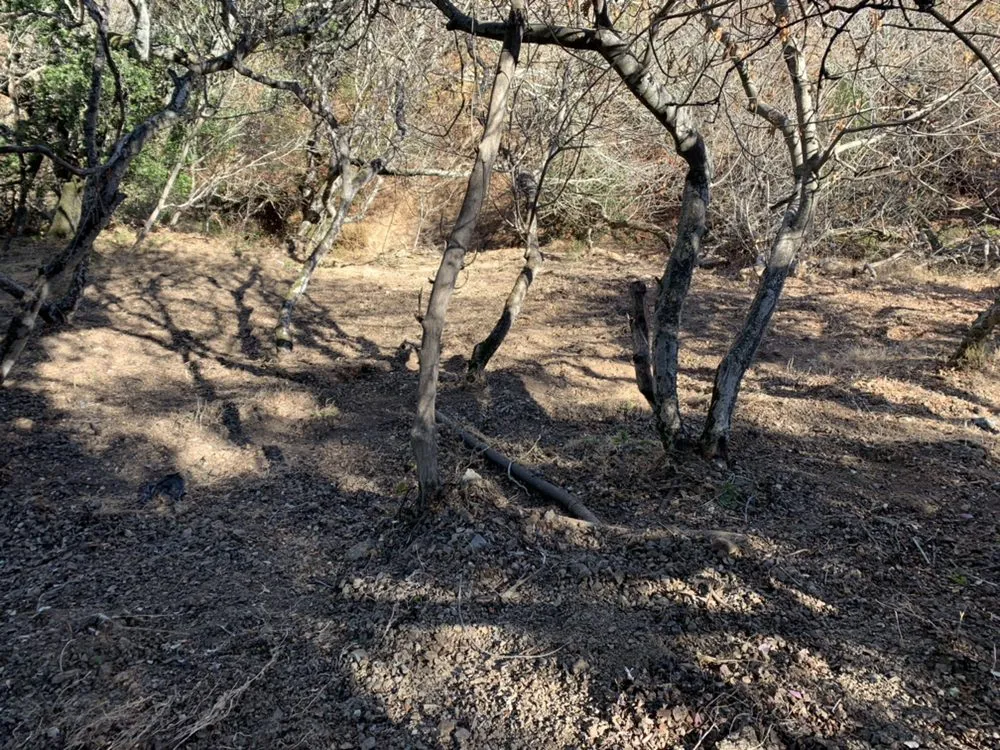 Expert lawn mowing service near you across San Carlos, CA - H&H Wildland Fuel Mitigation