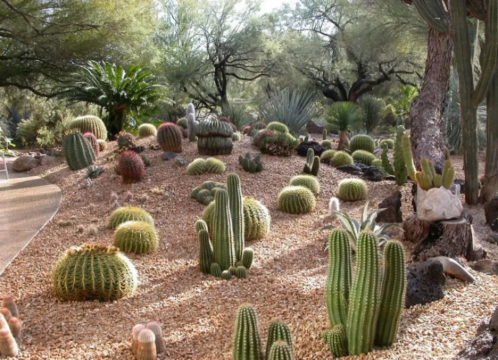 Professional yard maintenance in Yucca Valley, CA - Hi Desert Cleaners