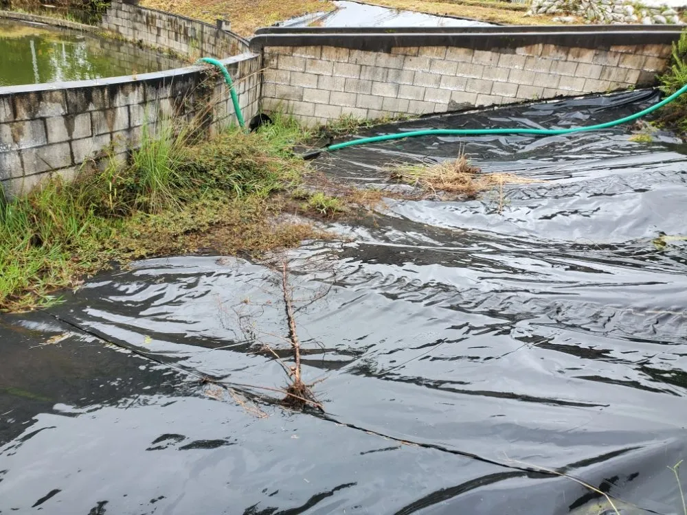 Affordable yard cleanup service for year-round maintenance across Hilo, HI - HI Roots Landscape