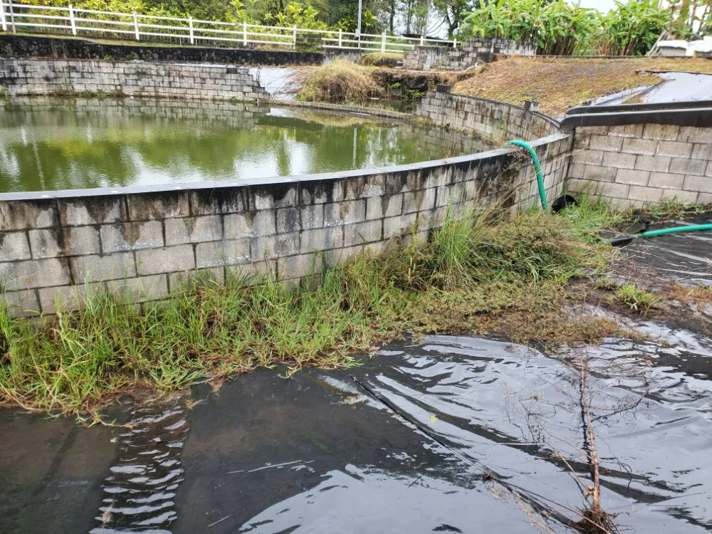 Expert yard cleanup service for year-round maintenance across Hilo, HI - HI Roots Landscape