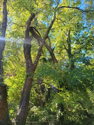 Hiatts Tree Care Logo