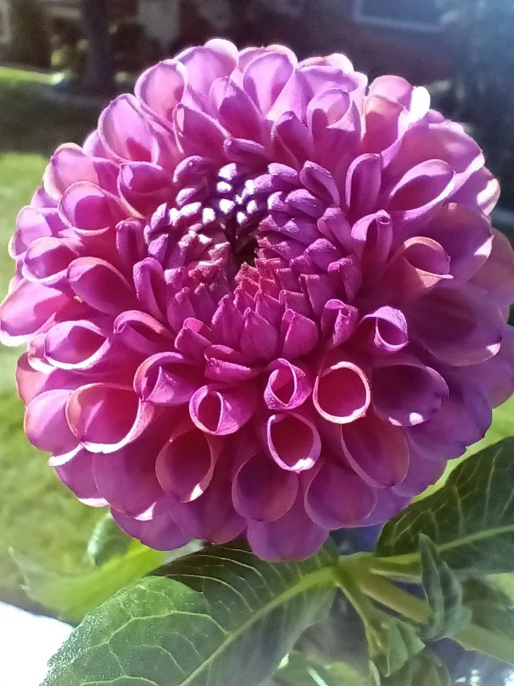 Reliable residential landscaping in Boise, ID - Hibbys Gardens