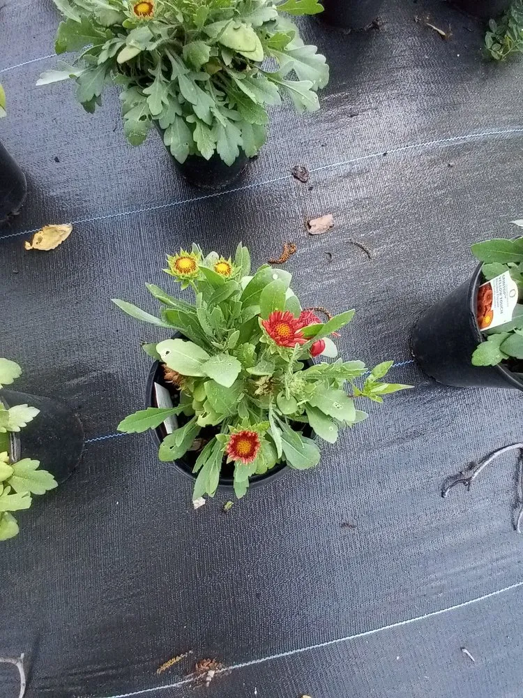 Professional landscape installation in Jacksonville, FL by Hickory Creek Nursery