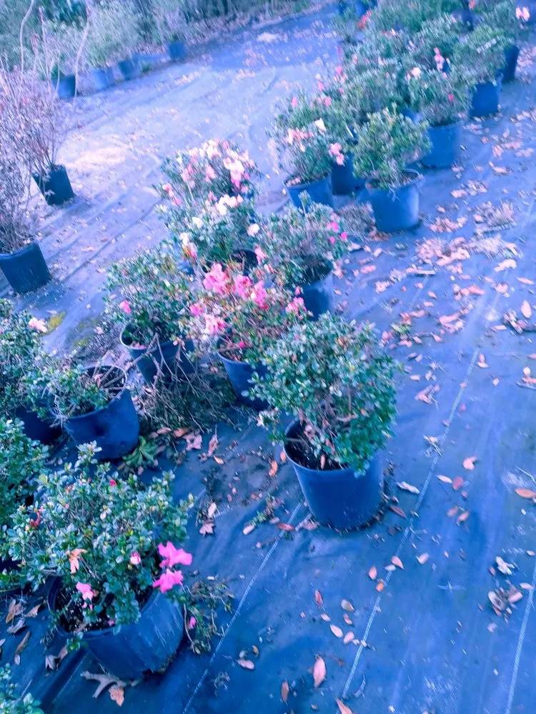 Reliable landscape design for year-round maintenance in Jacksonville, FL by Hickory Creek Nursery