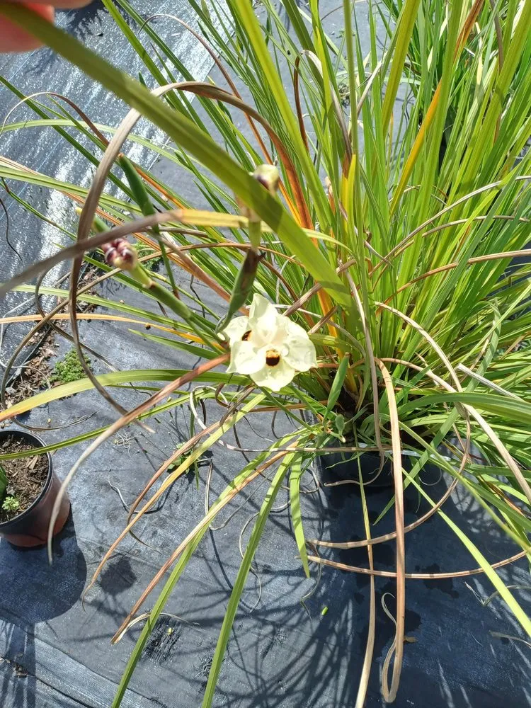 Local garden landscaping in Jacksonville, FL by Hickory Creek Nursery