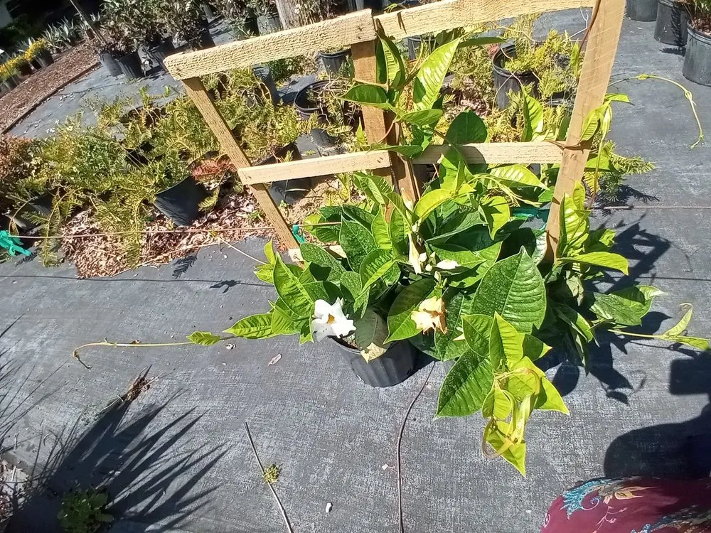 Expert garden landscaping in Jacksonville, FL by Hickory Creek Nursery