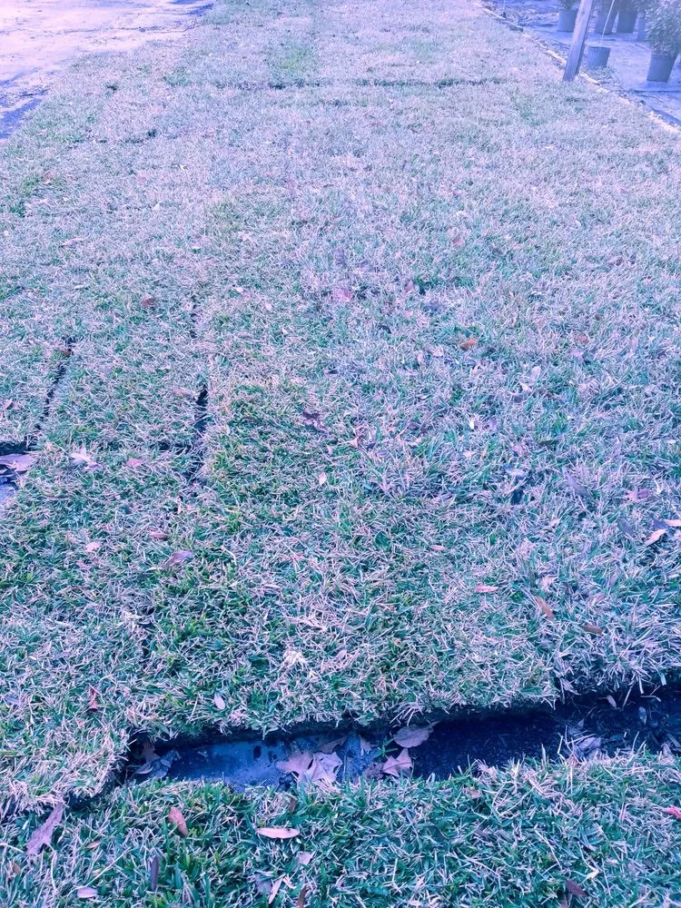 Reliable lawn mowing service for year-round maintenance in Jacksonville, FL by Hickory Creek Nursery