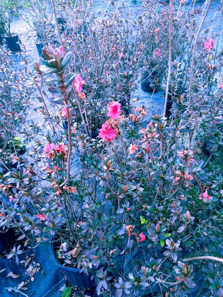 Reliable lawn mowing service in Jacksonville, FL - Hickory Creek Nursery