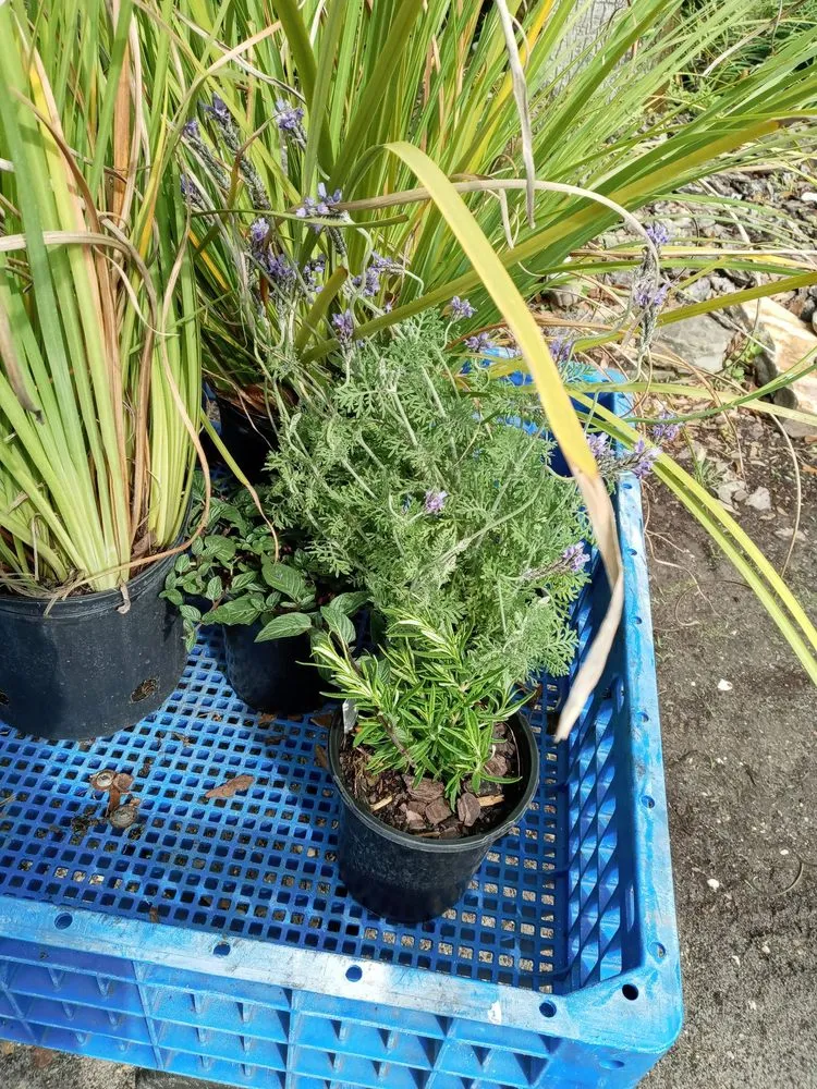 Custom garden landscaping experts serving Jacksonville, FL - Hickory Creek Nursery