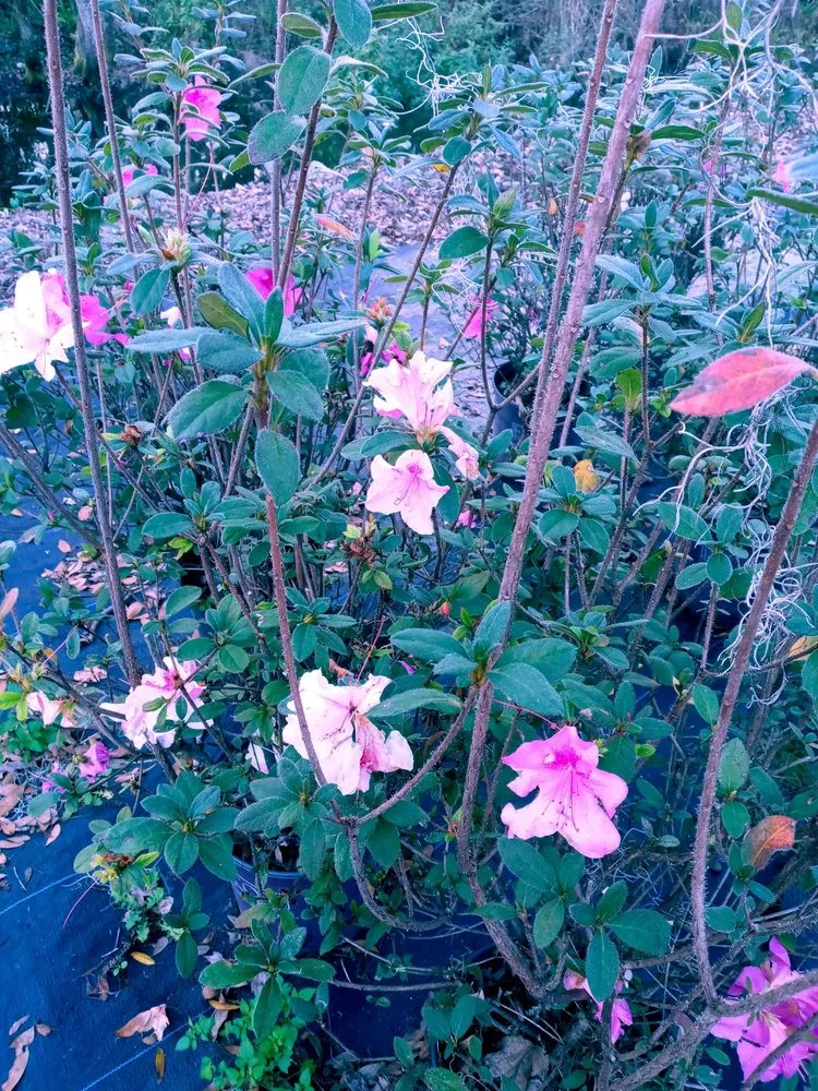 Local landscape design experts serving Jacksonville, FL - Hickory Creek Nursery