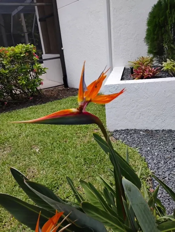 Top-rated landscape design in West Palm, FL by Hicks Landscaping Inc