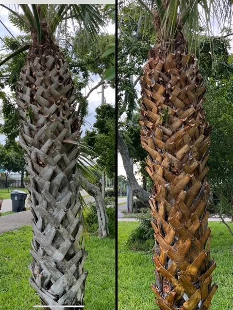 Custom landscaping services experts serving West Palm, FL - Hicks Landscaping Inc