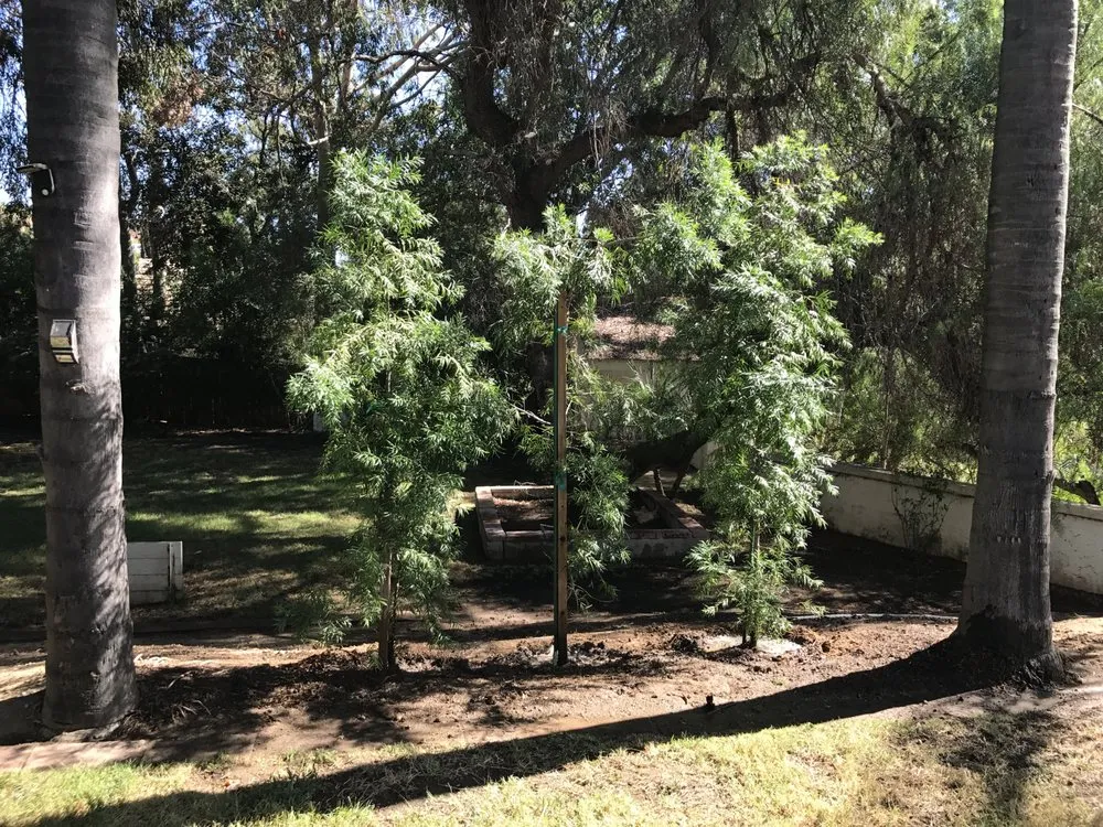 Trusted landscaping services for year-round maintenance in Escondido, CA by Hidden City Landscape