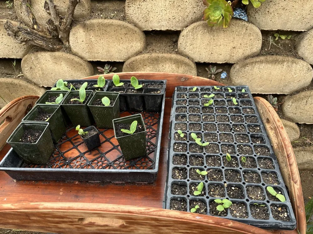 Custom landscaping services in Ramona, CA by Hidden Gardens