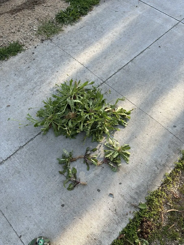 Professional landscaping services for homes across Paramount, CA - Hidden Gem Landscaping