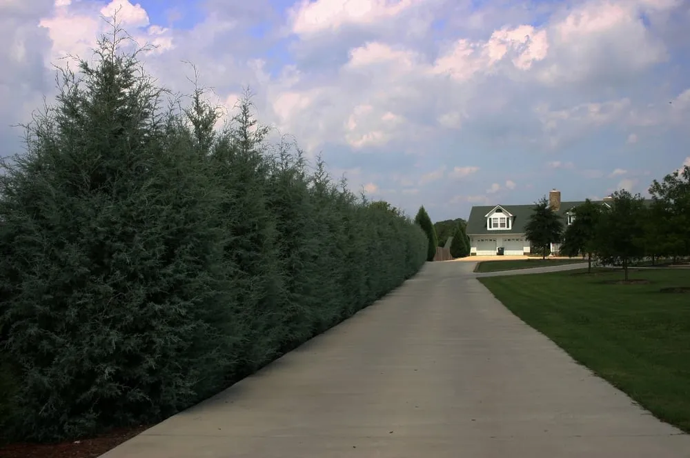 Trusted residential landscaping for residential properties across Cartersville, GA - Hidden Pond Plant & Tree Farm