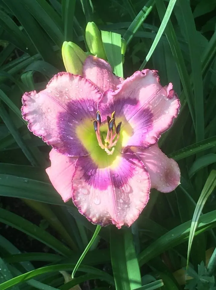 Local landscape installation in Chana, IL by Hidden Timber Gardens