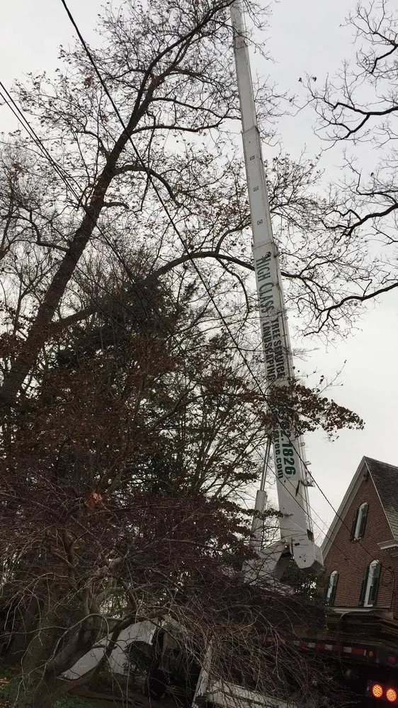 Affordable landscape design in Randolph, NJ by High Class Tree Service