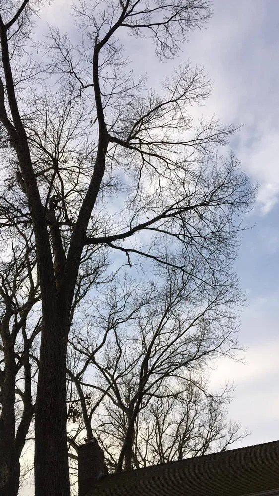 Trusted yard cleanup service experts serving Randolph, NJ - High Class Tree Service