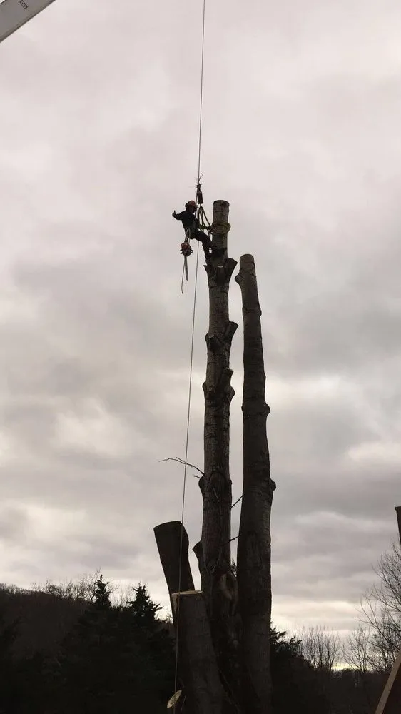 Custom landscape design in Randolph, NJ by High Class Tree Service