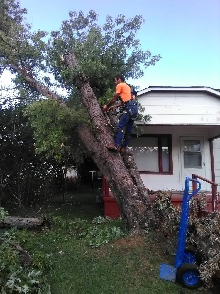 Affordable yard maintenance in Huntsville, AL - High Climber Affordable Tree Services & Landscaping